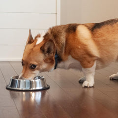 SPOT No-Tip Pet Bowl for Cats Small Dogs Large Dogs Classic Durable Non Slip Cat Dish Dog Bowls for Food and Water