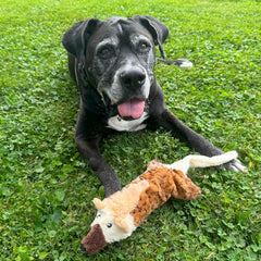 Skinneeez Big Bite Jackal, Stuffingless Dog Toy with Squeaker and Crunch Bottle, for Moderate Chewers, 18in Interactive Chew Toy