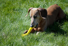 Jolly Pets® Jolly Bone Durable Interactive Float Chew Dog Toy