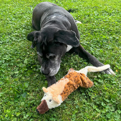 Skinneeez Big Bite Jackal, Stuffingless Dog Toy with Squeaker and Crunch Bottle, for Moderate Chewers, 18in Interactive Chew Toy