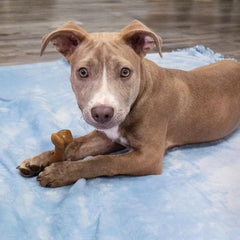 Nylabone Gourmet Style Femur Bone Strong Chew Toy for Puppies, Bacon Flavor, Small - Up to 25 Ibs, 1 Count