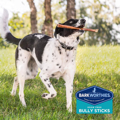 Barkworthies Odor-Free 12 Inch Bully Sticks - Protein-Packed, Easily Digestible, All-Natural Rawhide Alternative, Supports Dental Health