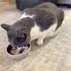 SPOT Ceramic Dish - Whisker-Friendly, Low-Edge Saucer for Cats, Birds, Reptiles, Ideal for Wet or Dry Food, Dishwasher Safe, 5.25-inch Diameter, Capacity: 2 Cups (16 Oz)