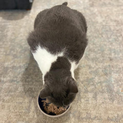 SPOT Ceramic Dish - Whisker-Friendly, Low-Edge Saucer for Cats, Birds, Reptiles, Ideal for Wet or Dry Food, Dishwasher Safe, 5.25-inch Diameter, Capacity: 2 Cups (16 Oz)