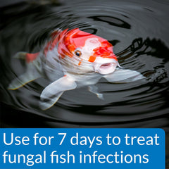 API POND PIMAFIX Antifungal Pond Fish Infection Remedy