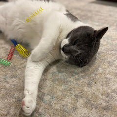 SPOT Thin Colorful Springs Cat Toys - Bouncy Coils for Medium Indoor Cat Breeds to Bite, Swat, Chase - Keeps Cats & Kittens Entertained for Hours - 3 inches Long, 10 Pcs, Multi Colors