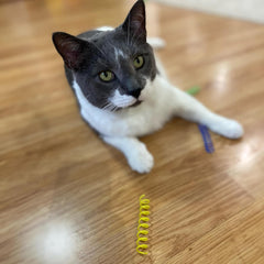 SPOT Thin Colorful Springs Cat Toys - Bouncy Coils for Medium Indoor Cat Breeds to Bite, Swat, Chase - Keeps Cats & Kittens Entertained for Hours - 3 inches Long, 10 Pcs, Multi Colors
