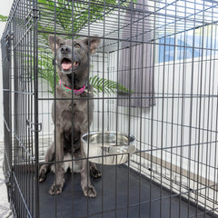 SPOT Coop Cup Bolt Clamp - Stainless Steel Hanging Bowl for Pet Crates, Easy Install, Chew-Proof, Removable Water/Kibble Bowl for Medium Dogs, Cats, Large Birds, Reptiles - 3.75 Cups (30 Oz)