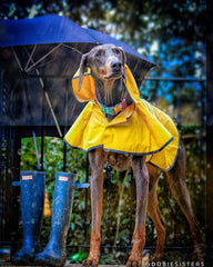 SPOT Rainy Days Slicker - Yellow Dog Rain Jacket With Hood, Reflective Strip for Safety, Leash Hole & Adjustable Velcro Belly Strap, 100% Polyester Water Resistant Pet Raincoat - XX-Large, 25in Long