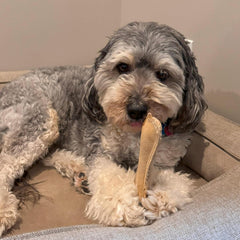 SPOT Dura-Fused Leather Bone - Dog Toy with Squeaker, Made With Real Leather and Jute Fabric, Interactive Toy for Aggressive Chewers, Durable Squeaky Toy for Dogs and Puppies, Small - 7in