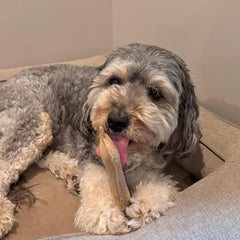 SPOT Dura-Fused Leather Bone - Dog Toy with Squeaker, Made With Real Leather and Jute Fabric, Interactive Toy for Aggressive Chewers, Durable Squeaky Toy for Dogs and Puppies, Small - 7in