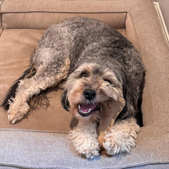 SPOT Dura-Fused Leather Bone - Dog Toy with Squeaker, Made With Real Leather and Jute Fabric, Interactive Toy for Aggressive Chewers, Durable Squeaky Toy for Dogs and Puppies, Small - 7in