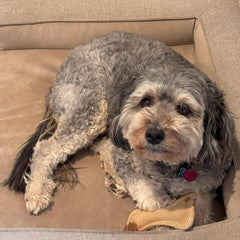 SPOT Dura-Fused Leather Bone - Dog Toy with Squeaker, Made With Real Leather and Jute Fabric, Interactive Toy for Aggressive Chewers, Durable Squeaky Toy for Dogs and Puppies, Small - 7in