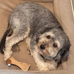 SPOT Dura-Fused Leather Bone - Dog Toy with Squeaker, Made With Real Leather and Jute Fabric, Interactive Toy for Aggressive Chewers, Durable Squeaky Toy for Dogs and Puppies, Small - 7in