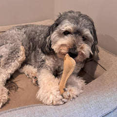 SPOT Dura-Fused Leather Bone - Dog Toy with Squeaker, Made With Real Leather and Jute Fabric, Interactive Toy for Aggressive Chewers, Durable Squeaky Toy for Dogs and Puppies, Small - 7in