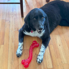 SPOT Play Strong S-Shaped Bone Dog Toy | Interactive Durable Rubber Dog Toy for Aggressive Chewers | Hollow Center Ideal for Treats | 12”, Red