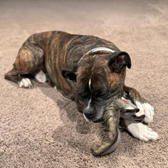 SPOT Dura-Fused Hemp Friends - Dog Toy Made with Hemp Material, Fused with Tricot for Durablity, with Furry Plush Tail and Squeaker, Great for Light to Moderate Chewers - 18" Assorted Styles