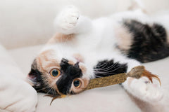 SPOT Ethical Pets Catnip Stick Cat Toy with Feathers, 12"