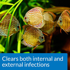 API FIN & BODY CURE Freshwater Fish Powder Medication