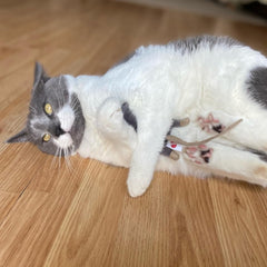 SPOT Flat Mouse Frankie with Catnip - Cat Toy, Fuzzy Mice with Catnip and Crinkle Sound, Perfect Size for Pouncing on, Chasing, Hunting - 5.5in Plush Toys, Assorted Colors