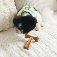 SPOT Bam-Bones Plus T Bone - Bamboo Fiber & Nylon, Durable Long Lasting Dog Chew for Aggressive Chewers – Great Toy forAdult Dogs & Teething Puppies Under 30lbs, Non-Splintering, Chicken Flavor