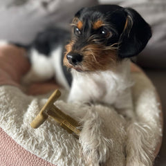 SPOT Bam-Bones Plus T Bone - Bamboo Fiber & Nylon, Durable Long Lasting Dog Chew for Aggressive Chewers – Great Toy forAdult Dogs & Teething Puppies Under 30lbs, Non-Splintering, Chicken Flavor