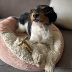 SPOT Bam-Bones Plus T Bone - Bamboo Fiber & Nylon, Durable Long Lasting Dog Chew for Aggressive Chewers – Great Toy forAdult Dogs & Teething Puppies Under 30lbs, Non-Splintering, Chicken Flavor