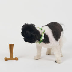 SPOT Bam-Bones Plus T Bone - Bamboo Fiber & Nylon, Durable Long Lasting Dog Chew for Aggressive Chewers – Great Toy forAdult Dogs & Teething Puppies Under 30lbs, Non-Splintering, Chicken Flavor