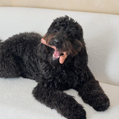 SPOT Bam-Bones Plus T Bone - Bamboo Fiber & Nylon, Durable Long Lasting Dog Chew for Aggressive Chewers – Great Toy for Adult Dogs & Teething Puppies Under 90lbs, Non-Splintering, 7in, Beef Flavor