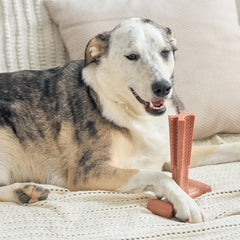 SPOT Bam-Bones Plus T Bone - Bamboo Fiber & Nylon, Durable Long Lasting Dog Chew for Aggressive Chewers – Great Toy for Adult Dogs & Teething Puppies Under 90lbs, Non-Splintering, 7in, Beef Flavor