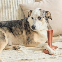 SPOT Bam-Bones Plus T Bone - Bamboo Fiber & Nylon, Durable Long Lasting Dog Chew for Aggressive Chewers – Great Toy for Adult Dogs & Teething Puppies Under 90lbs, Non-Splintering, 7in, Beef Flavor