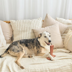 SPOT Bam-Bones Plus T Bone - Bamboo Fiber & Nylon, Durable Long Lasting Dog Chew for Aggressive Chewers – Great Toy for Adult Dogs & Teething Puppies Under 90lbs, Non-Splintering, 7in, Beef Flavor