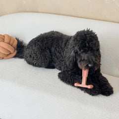 SPOT Bam-Bones Plus T Bone - Bamboo Fiber & Nylon, Durable Long Lasting Dog Chew for Aggressive Chewers – Great Toy for Adult Dogs & Teething Puppies Under 90lbs, Non-Splintering, 7in, Beef Flavor