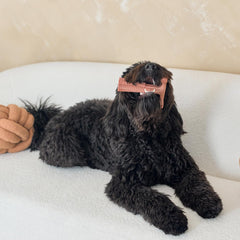 SPOT Bam-Bones Plus T Bone - Bamboo Fiber & Nylon, Durable Long Lasting Dog Chew for Aggressive Chewers – Great Toy for Adult Dogs & Teething Puppies Under 90lbs, Non-Splintering, 7in, Beef Flavor