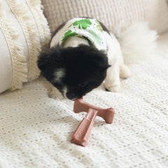 SPOT Bam-Bones Plus T Bone - Bamboo Fiber & Nylon, Durable Long Lasting Dog Chew for Aggressive Chewers – Great Toy for Adult Dogs & Teething Puppies Under 30lbs, Non-Splintering, 4in, Beef Flavor