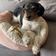 SPOT Bam-Bones Plus T Bone - Bamboo Fiber & Nylon, Durable Long Lasting Dog Chew for Aggressive Chewers – Great Toy for Adult Dogs & Teething Puppies Under 30lbs, Non-Splintering, 4in, Beef Flavor