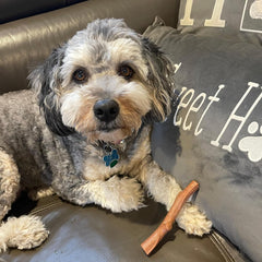 SPOT Bam-bones PLUS Branch -Bamboo Fiber & Nylon, Durable Long Lasting Dog Chew for Aggressive Chewers – Great Toy for Adult Dogs & Teething Puppies under 60lbs, Non-Splintering, Beef Flavor