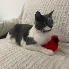 SPOT Song Birds Cat Toys - Touch Activated Singing Catnip Toy Mimics Real Bird Songs, Battery Operated Toy Satisfies Cat's Natural Urge to Hunt - One 5" Song Bird, Assorted Colors