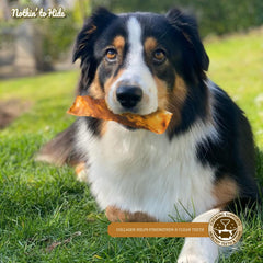 Fieldcrest Farms Nothin to Hide Flip Chips Dog Chews - All Natural Rawhide Alternative Treats for Dogs, Chicken, Beef or Peanut Butter Flavor Snack for All Breed Dogs