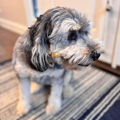 Fieldcrest Farms Nothin' to Hide Mini Holiday