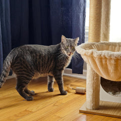 SPOT Naturals Silver Vine Cat Toy – Natural Interactive Enrichment for Cats, Stimulates Play and Reduces Stress, Durable and Safe, Perfect for Indoor Cats and Kittens, Assorted Styles, 1 Piece