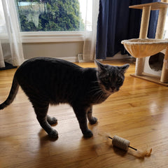 SPOT Naturals Silver Vine Cat Toy – Natural Interactive Enrichment for Cats, Stimulates Play and Reduces Stress, Durable and Safe, Perfect for Indoor Cats and Kittens, Assorted Styles, 1 Piece