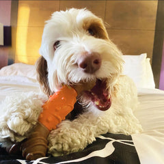 SPOT Bam-Bones Dental Bone - Made with Bamboo Fiber and a Massaging Rubber Center, Durable Oral Care Dog Chew for Light Chewers & Teething Puppies Under 25lbs, Allergen Free Peanut Butter Flavor