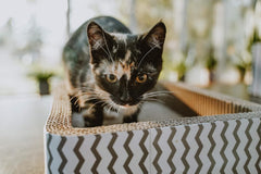 Corrugated Cardboard Cat Scratcher / 17" Bed/with Catnip and Silver Vine