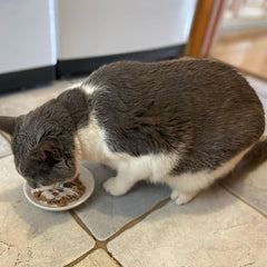 SPOT I Love Cats Round Cat Food Dish - Ceramic Plate with Low Edges, Saucer with Whisker-Friendly Shape and Low Profile Sides, Ideal for Wet or Dry Cat Food, Dishwasher Safe- 5 inch- 1 Cup (8Oz)