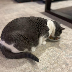 SPOT Best Friends Oval Cat Food Dish - Ceramic Plate with Low Edges, Saucer with Whisker-Friendly Shape and Low Profile Sides, Ideal for Wet or Dry Cat Food, Dishwasher Safe, 6in, Light Grey