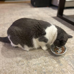 SPOT Best Friends Oval Cat Food Dish - Ceramic Plate with Low Edges, Saucer with Whisker-Friendly Shape and Low Profile Sides, Ideal for Wet or Dry Cat Food, Dishwasher Safe, 6in, Light Grey