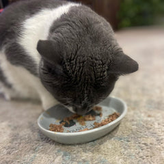 SPOT Best Friends Oval Cat Food Dish - Ceramic Plate with Low Edges, Saucer with Whisker-Friendly Shape and Low Profile Sides, Ideal for Wet or Dry Cat Food, Dishwasher Safe, 6in, Light Grey