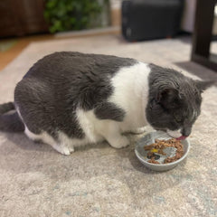 SPOT Best Friends Oval Cat Food Dish - Ceramic Plate with Low Edges, Saucer with Whisker-Friendly Shape and Low Profile Sides, Ideal for Wet or Dry Cat Food, Dishwasher Safe, 6in, Light Grey