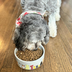 SPOT Best Friends Pet Food Dish - Food or Water Ceramic Bowl for Pets, Ideal for Medium & Large Dogs, Dishwasher Safe, 5 Cups (40oz) Capacity - 7in, Light Grey
